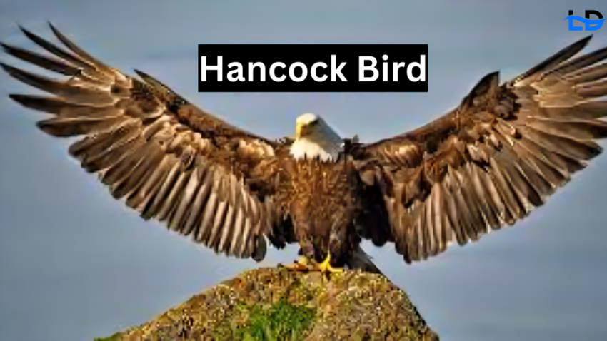 hancock bird